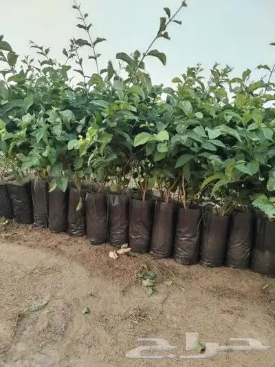 العنوان ابو عريش 0
