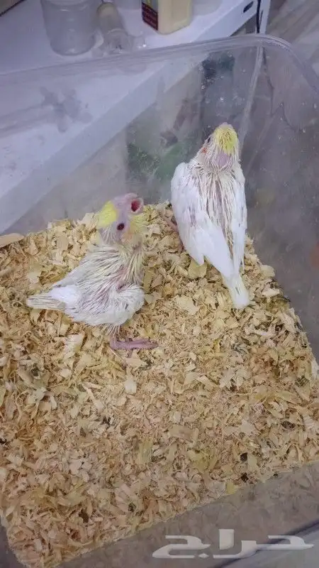 ما شاء الله تبارك وتعالى فروخ كروان لاتينو و ألبينو 0