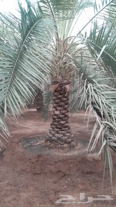 نخل طويل للبيع جثايث نقايل 0