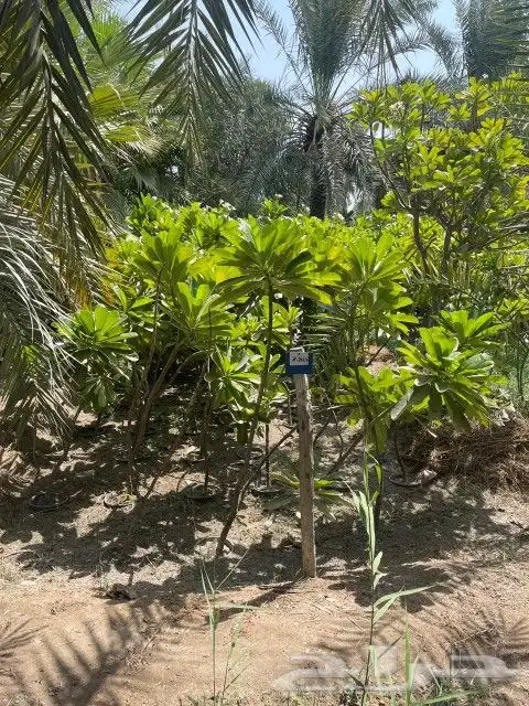 خدمات الزراعه والنخيل تقريبا النخيل وتركيب شبكه الري 8