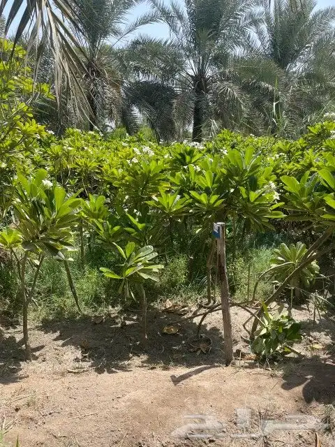 خدمات الزراعه والنخيل تقريبا النخيل وتركيب شبكه الري 9