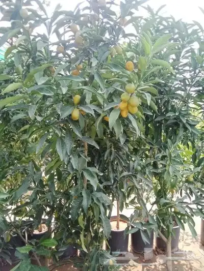العنوان ابو عريش 4