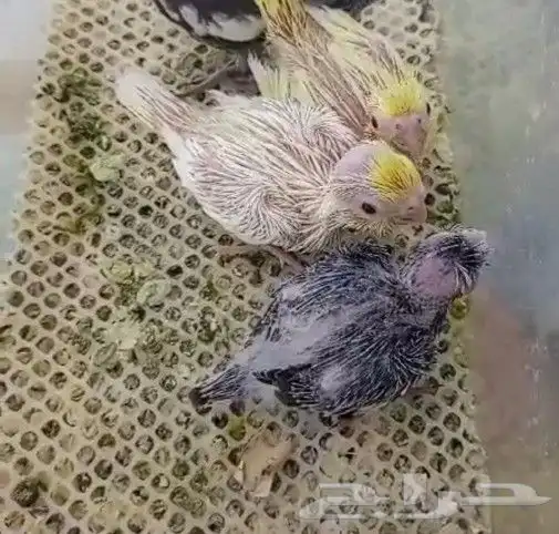 ما شاء الله تبارك وتعالى فروخ كروان لاتينو و ألبينو 2