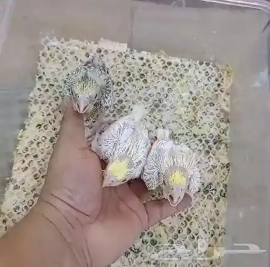 ما شاء الله تبارك وتعالى فروخ كروان لاتينو و ألبينو 1