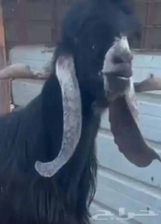 تيس فحل عارضي صنف 0