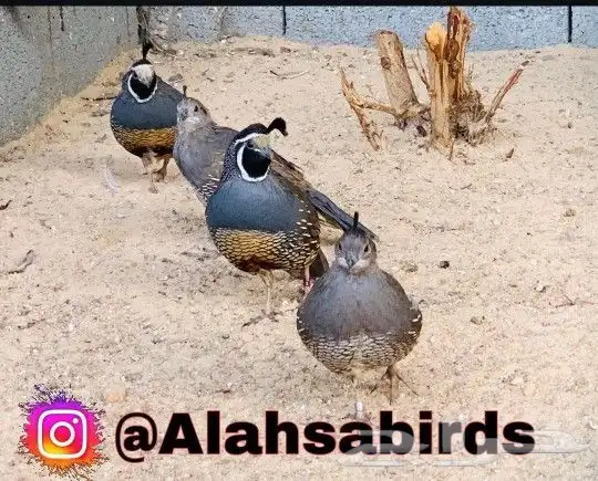 سمان كاليفورنيا اجوز انتاج محلي 0