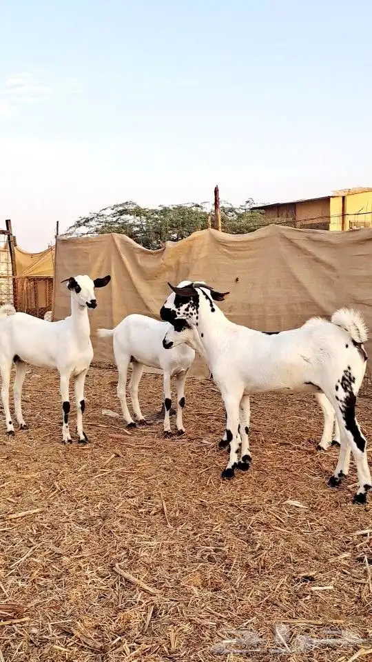 جفار بيشيات جروم ناهيه 1