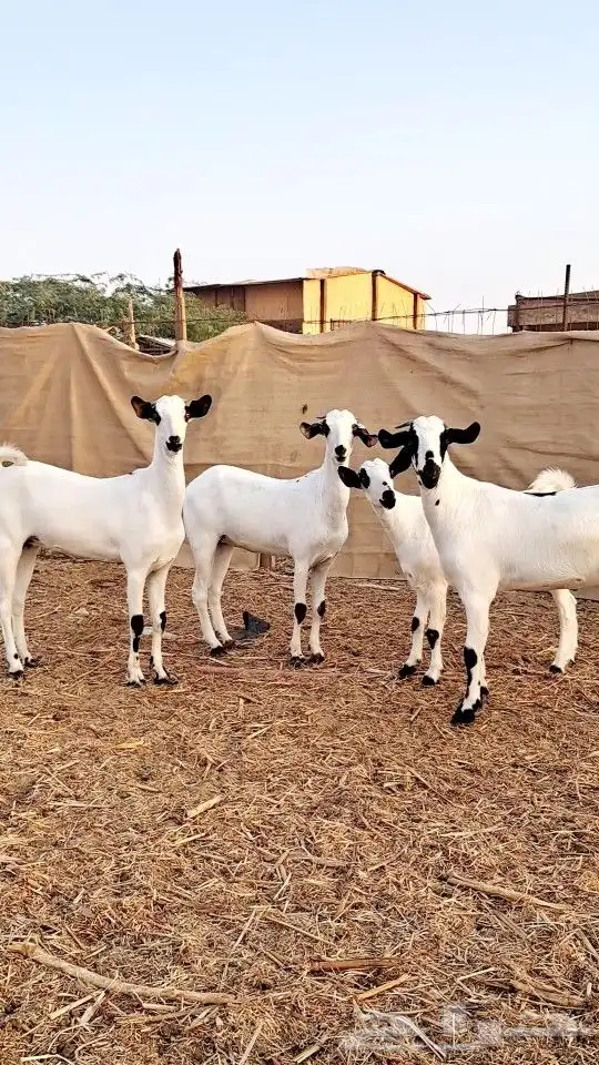 جفار بيشيات جروم ناهيه 0