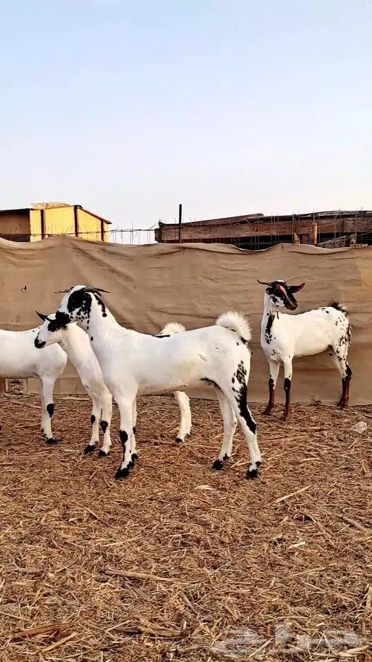 جفار بيشيات جروم ناهيه 2