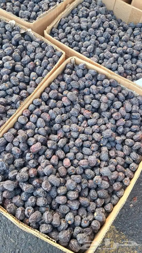 تمر عجوة حبة وسط وطيب ب 11 ريال 2