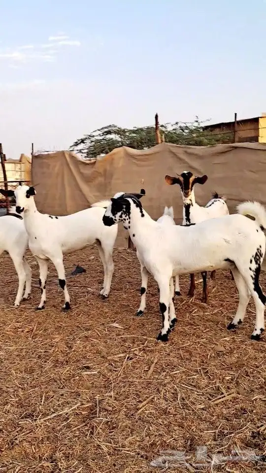 جفار بيشيات جروم ناهيه 5