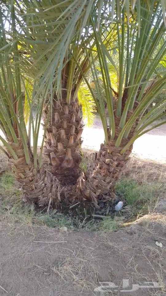 نخيل متوفر فسائل نخيل احجام كبار وصغار للبيع 6