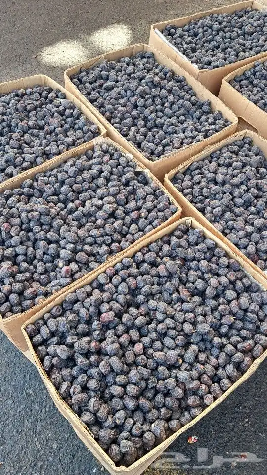 تمر عجوة حبة وسط وطيب ب 11 ريال 1