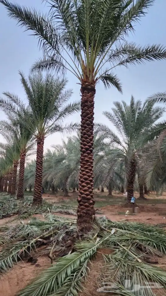 نخل طويل للبيع جثايث نقايل 5