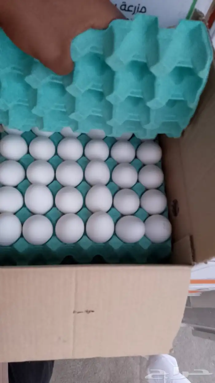 بيض مائده بالجملة 1