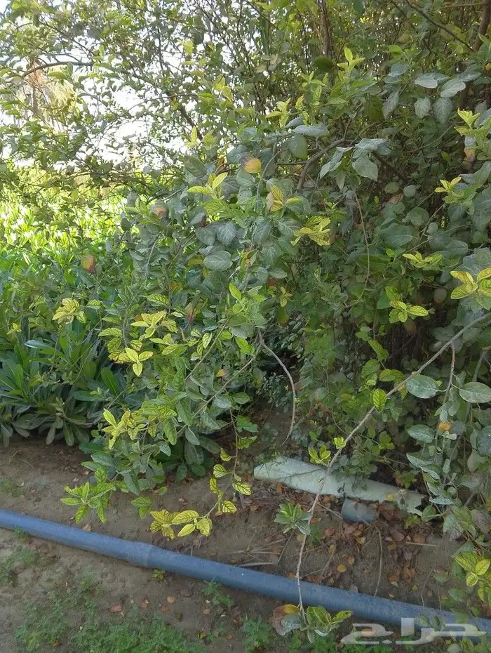 خدمات الزراعه والنخيل تقريبا النخيل وتركيب شبكه الري 6