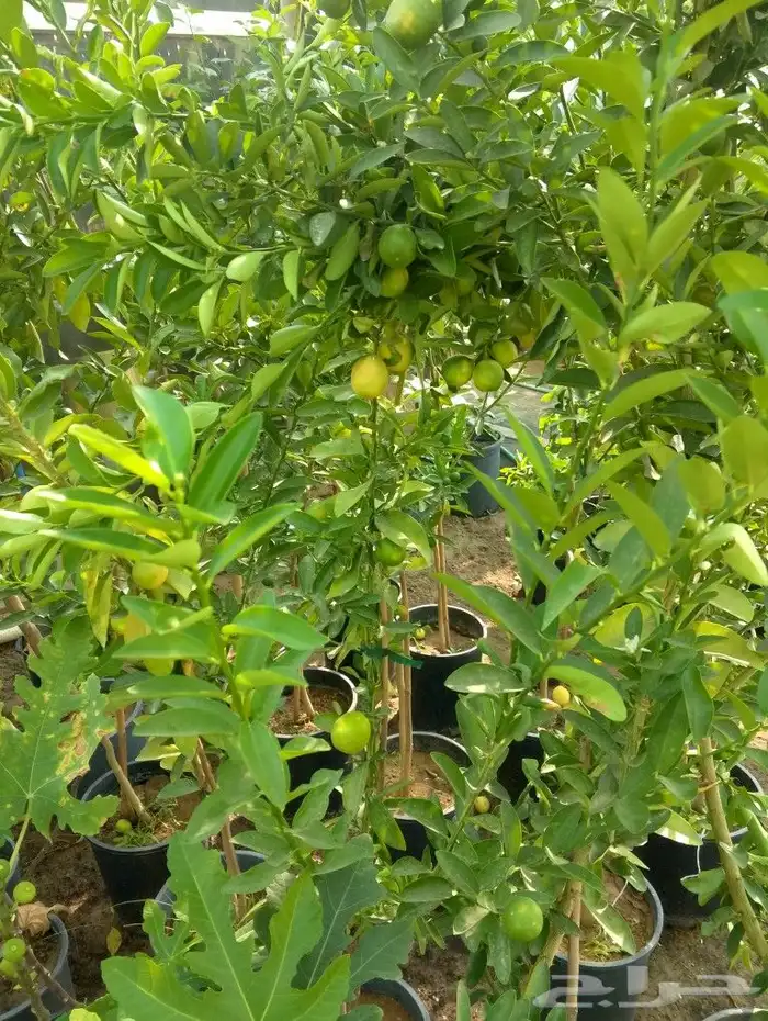 خدمات الزراعه والنخيل تقريبا النخيل وتركيب شبكه الري 7