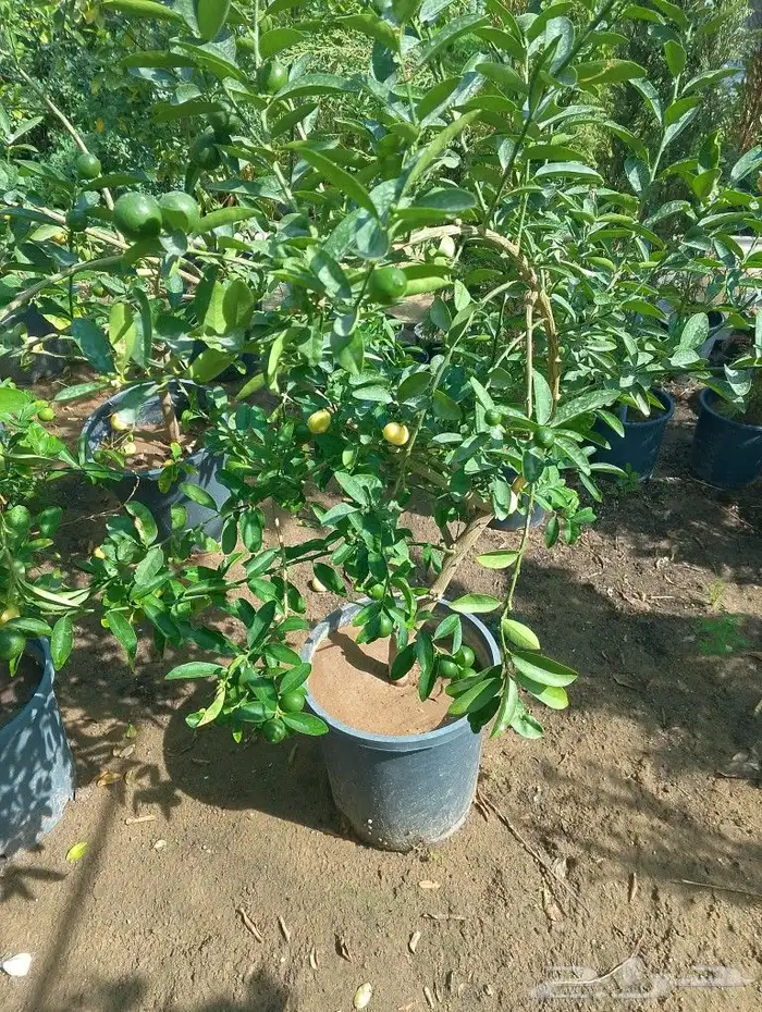 خدمات الزراعه والنخيل تقريبا النخيل وتركيب شبكه الري 3