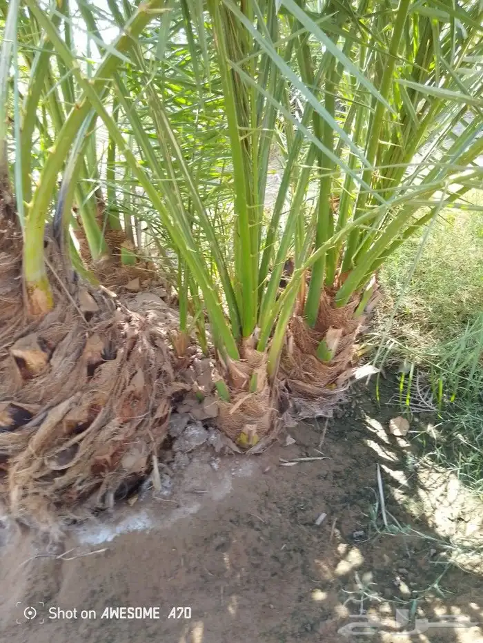 نخيل متوفر فسائل نخيل احجام كبار وصغار للبيع 0