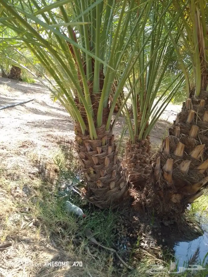 نخيل متوفر فسائل نخيل احجام كبار وصغار للبيع 2