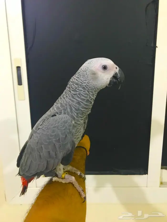 فرخ كاسكو جامبو(تم البييع) 0