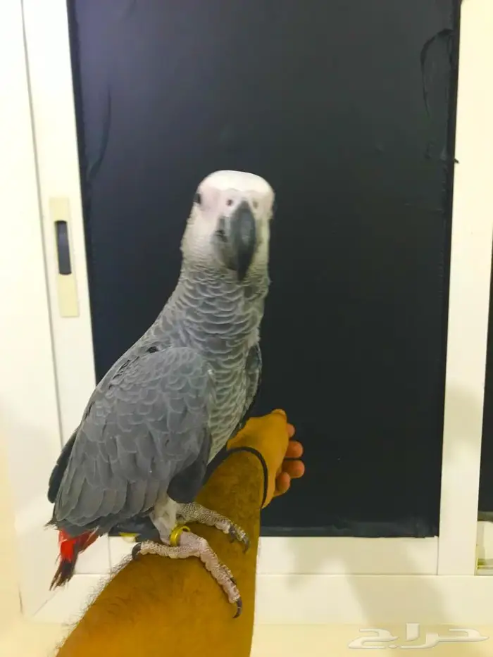 فرخ كاسكو جامبو(تم البييع) 1