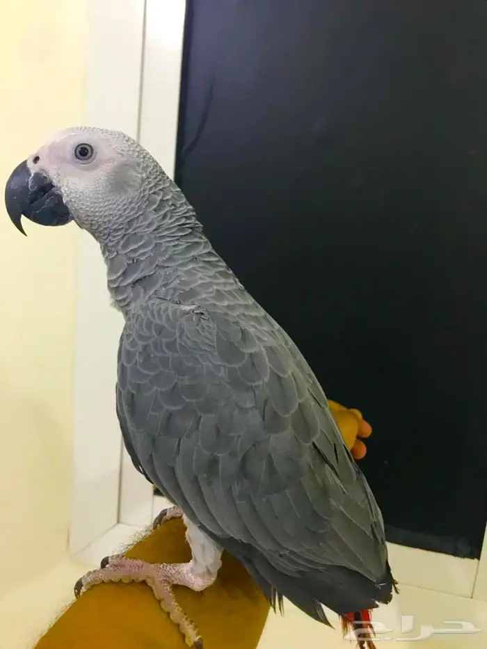 فرخ كاسكو جامبو(تم البييع) 5