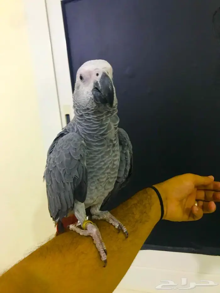 فرخ كاسكو جامبو(تم البييع) 4