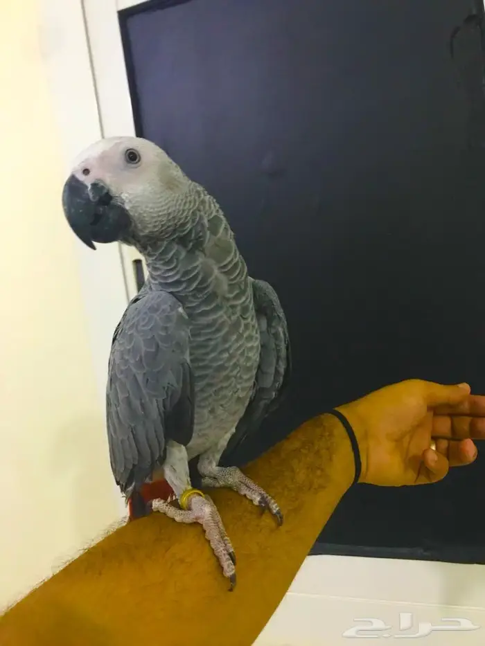 فرخ كاسكو جامبو(تم البييع) 2