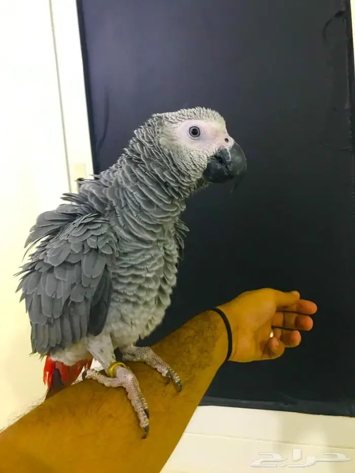 فرخ كاسكو جامبو(تم البييع) 3