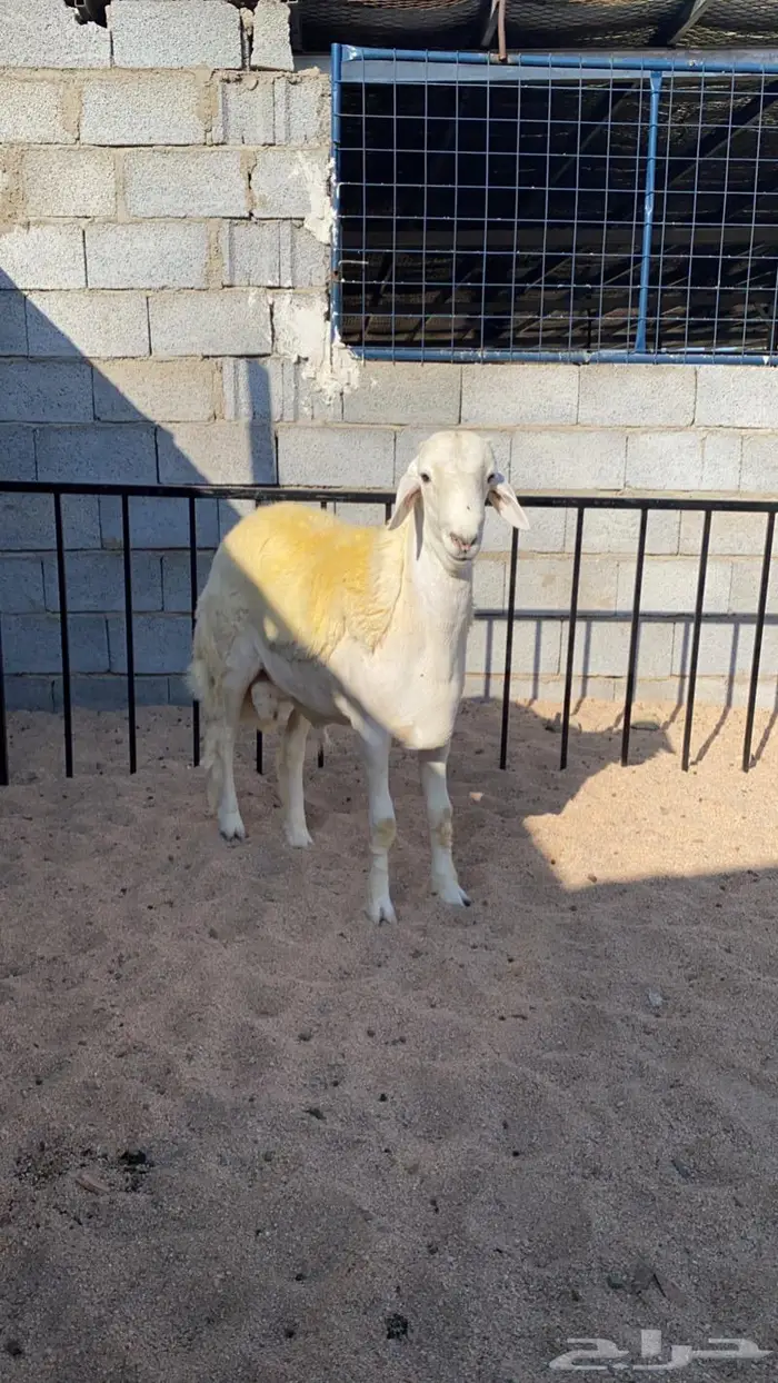 (تم البيع)طلي مشروع 3