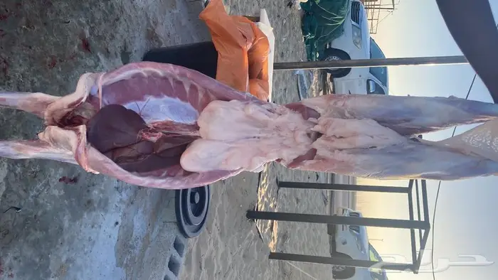 اقساط تمارا وتابي خرفان حري فل الفل 6