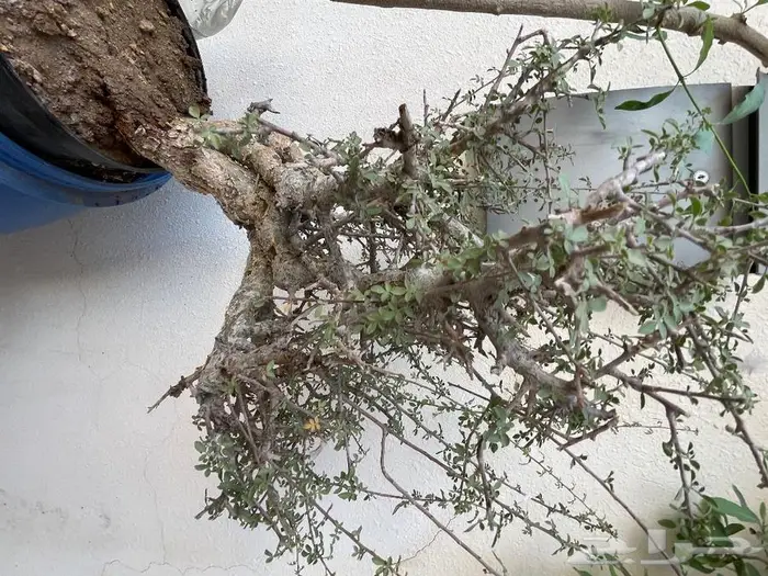 شتلات بيشم للبيع 1