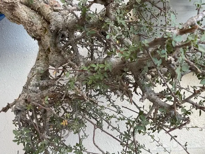 شتلات بيشم للبيع 2