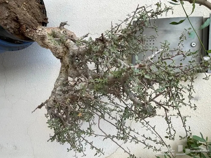 شتلات بيشم للبيع 0