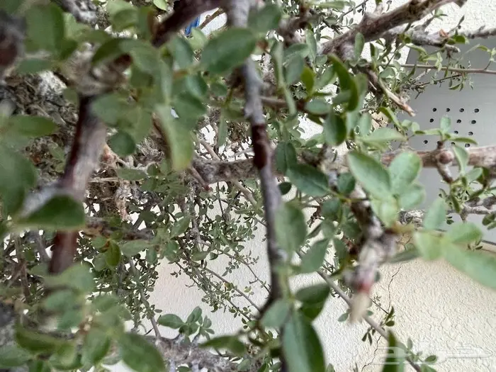 شتلات بيشم للبيع 3