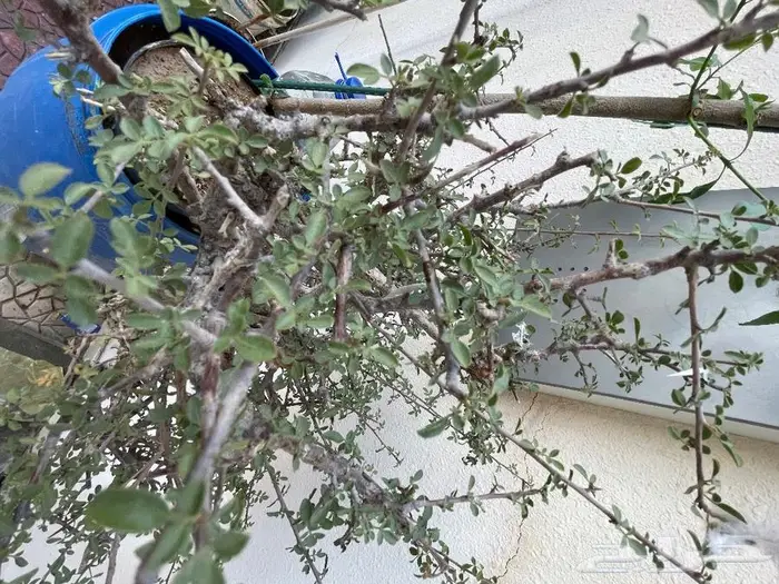 شتلات بيشم للبيع 4