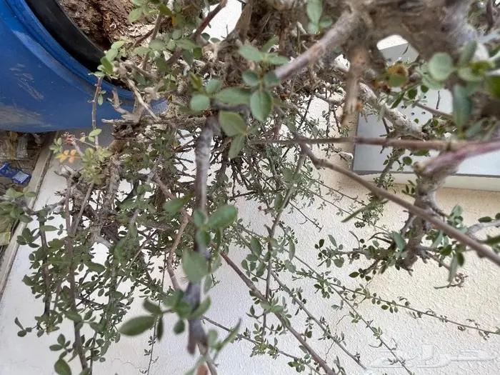 شتلات بيشم للبيع 5