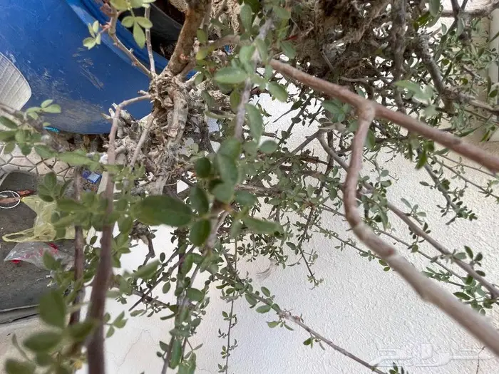 شتلات بيشم للبيع 6