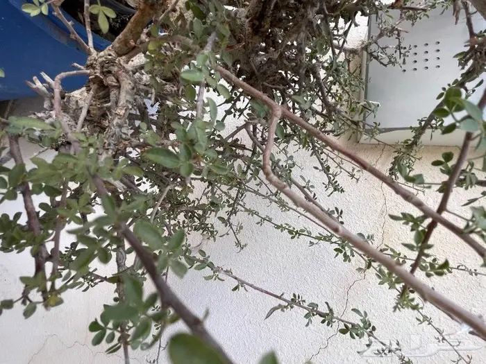 شتلات بيشم للبيع 7