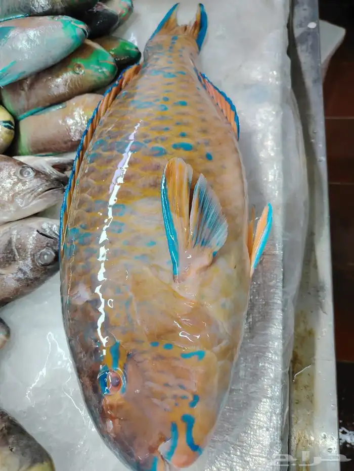 سمك بحري طازج يومي 49