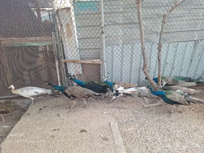 طواويس منتجة للبيع 1