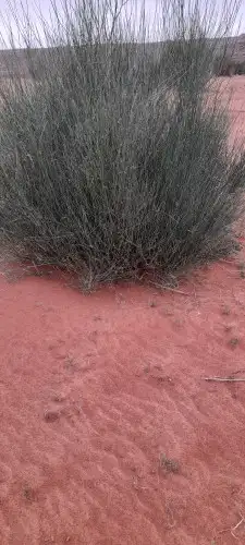 مرخ للحنيذ 0