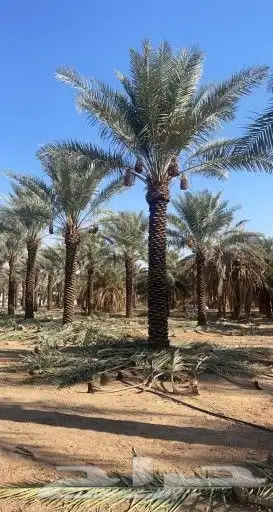 توىيد وزراعه النخيل العربي ونخل الزينه 6