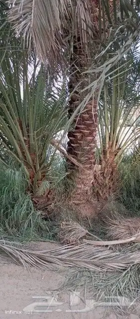 توىيد وزراعه النخيل العربي ونخل الزينه 9