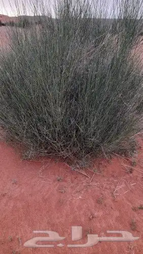 مرخ للحنيذ 1