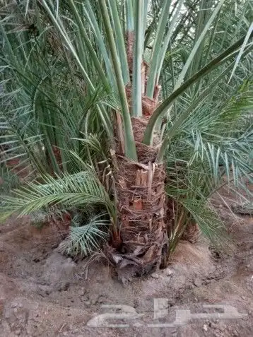 توىيد وزراعه النخيل العربي ونخل الزينه 7