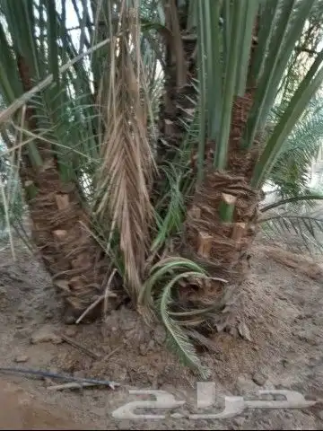 توىيد وزراعه النخيل العربي ونخل الزينه 8