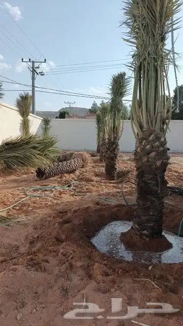 نخيل مثمر نوايع شمشوله حوشانه شيرازي مصيفه 6