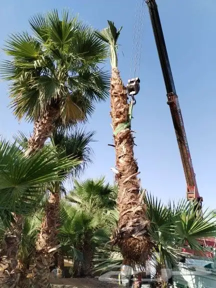 توىيد وزراعه النخيل العربي ونخل الزينه 5